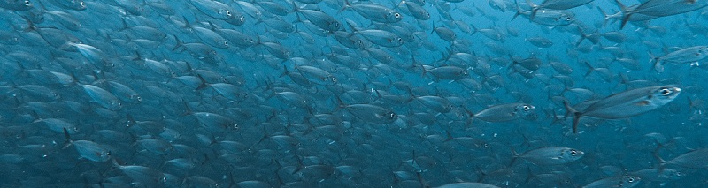 【画像】魚の群れfish