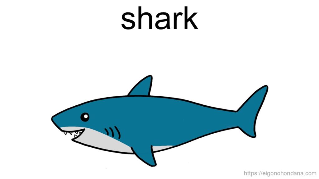 【画像】サメ