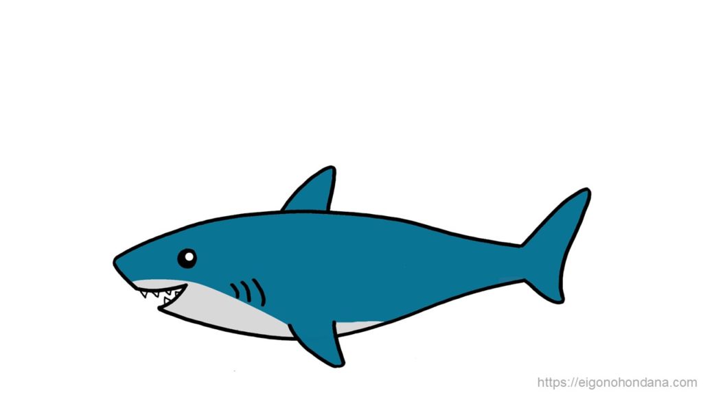 【画像】サメ-文字なし