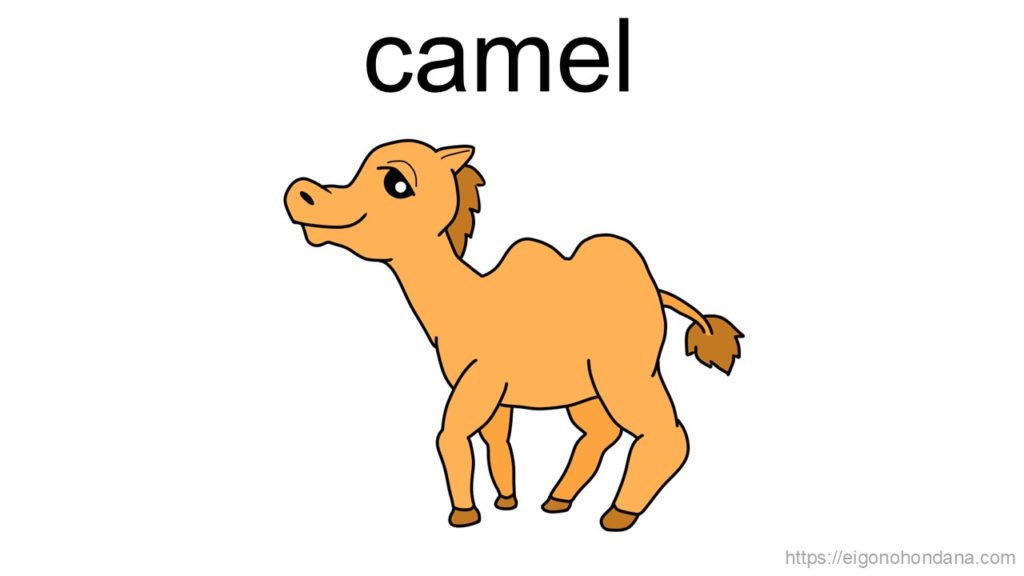 【画像】ラクダ