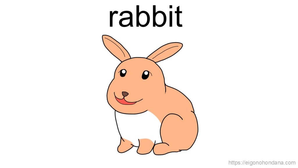 【画像】うさぎ