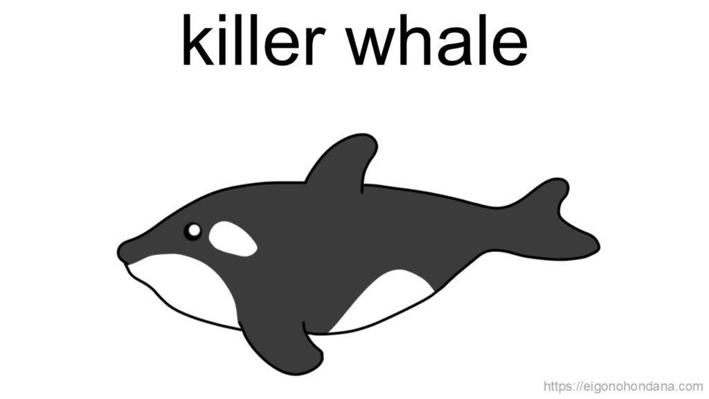 【画像】シャチ