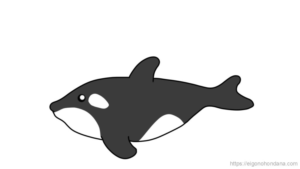 【画像/文字なし】シャチ