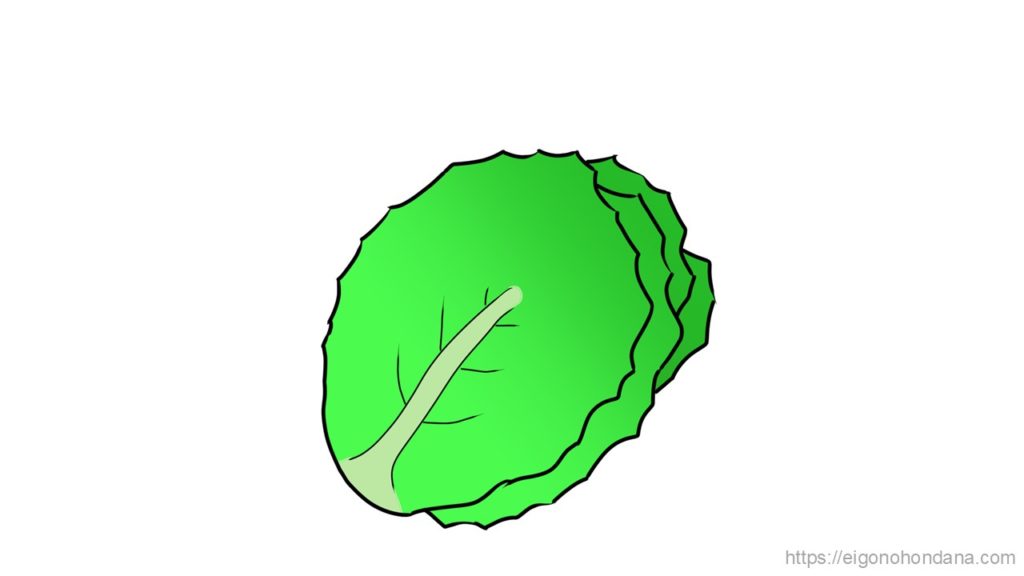 【画像】文字無; レタス