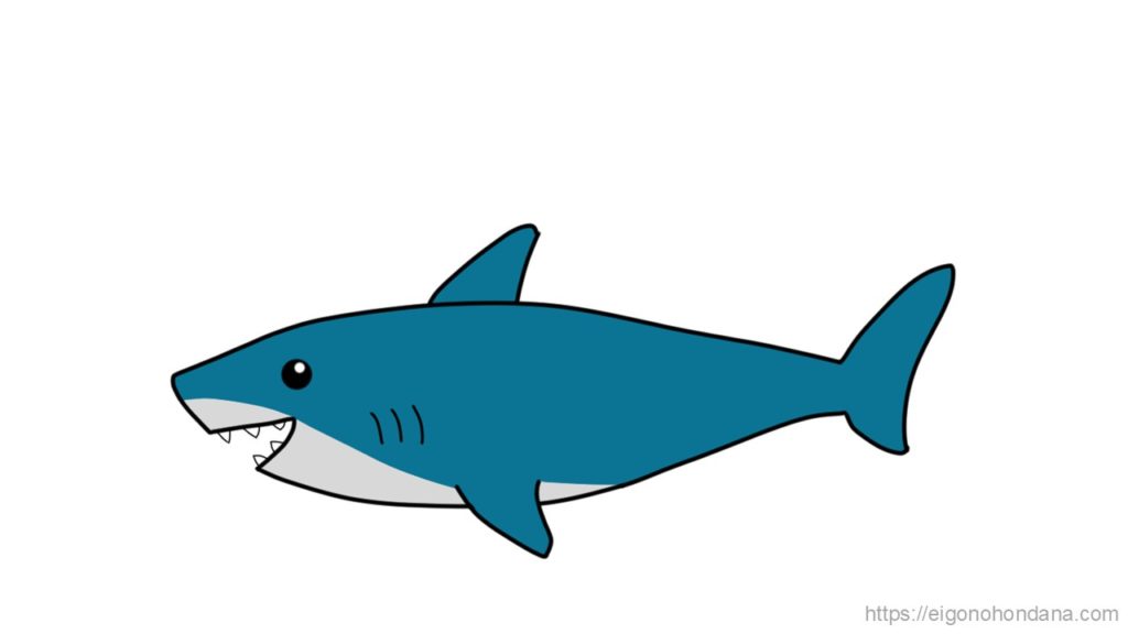 【画像/文字なし】サメ