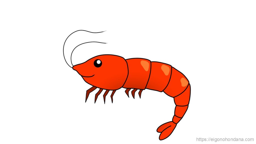 【画像/文字なし】エビ