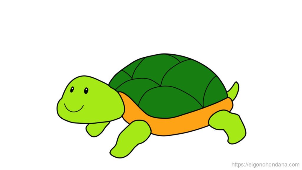 【画像/文字なし】カメ